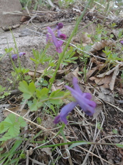 Corydalis turtschaninovii