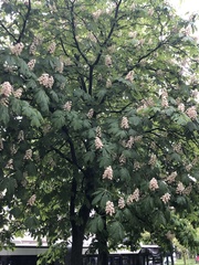 Aesculus hippocastanum