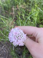 Armeria
