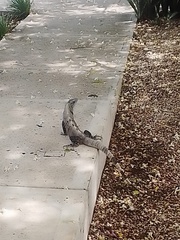 Ctenosaura similis