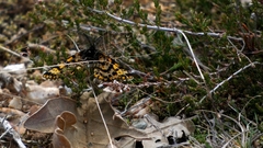 Eurranthis plummistaria