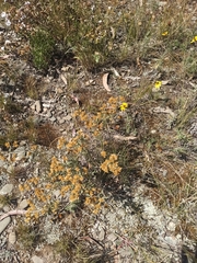 Asteroideae