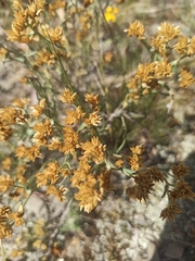 Asteroideae