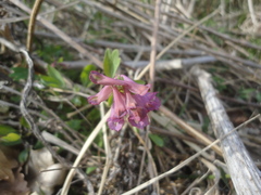 Corydalis turtschaninovii