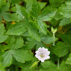 Geranium versicolor