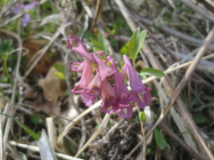 Corydalis turtschaninovii