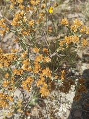 Asteroideae