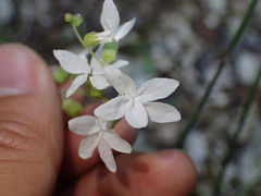 Lithophragma bolanderi