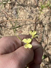 Brassicaceae