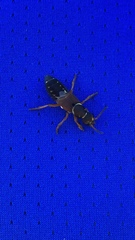 Staphylinus dimidiaticornis