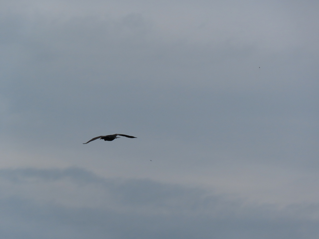 Typical Cormorants and Shags from Southwest Philadelphia, Philadelphia ...