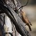 Rufous Treecreeper - Photo (c) r_o_b27, some rights reserved (CC BY-NC), uploaded by r_o_b27