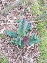 Ajuga pyramidalis