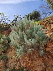 Artemisia arborescens