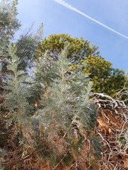 Artemisia arborescens