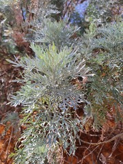 Artemisia arborescens