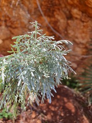 Artemisia arborescens