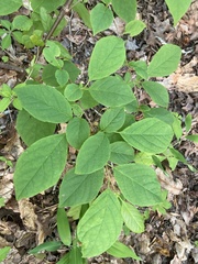 Styracaceae