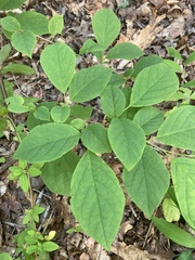 Styracaceae