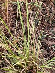 Heteropogon