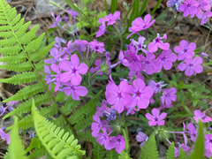 Phlox amoena