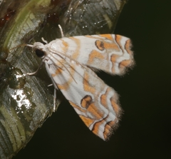 Musotima