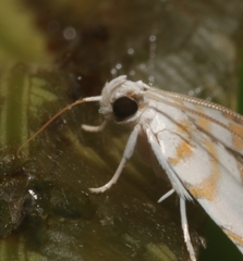 Musotima