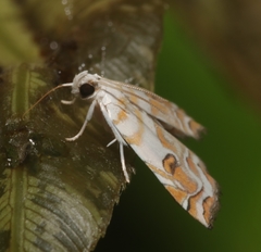 Musotima