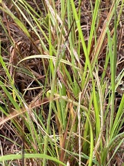 Heteropogon