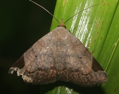 Mecodina