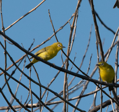 Zosterops anderssoni
