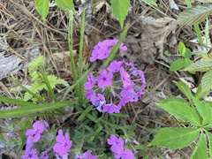 Phlox amoena