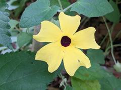 Thunbergia alata image