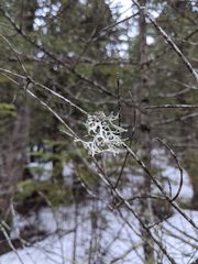 Pseudevernia consocians