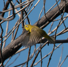 Zosterops anderssoni