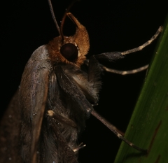 Mecodina