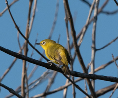 Zosterops anderssoni