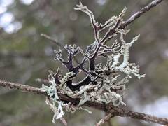 Pseudevernia consocians