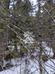Pseudevernia consocians