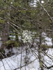 Pseudevernia consocians