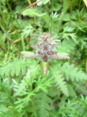 Pedicularis refracta
