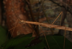 Sipyloidea larryi