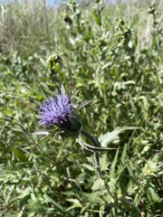 Carthamus caeruleus