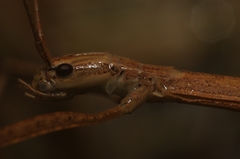 Sipyloidea larryi