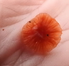 Cruentomycena viscidocruenta