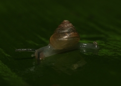 Trochomorphoidea