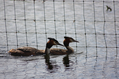 Podiceps cristatus