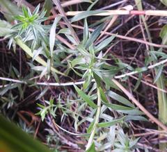 Athrixia phylicoides