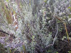 Athrixia phylicoides