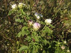 Baccharoides adoensis